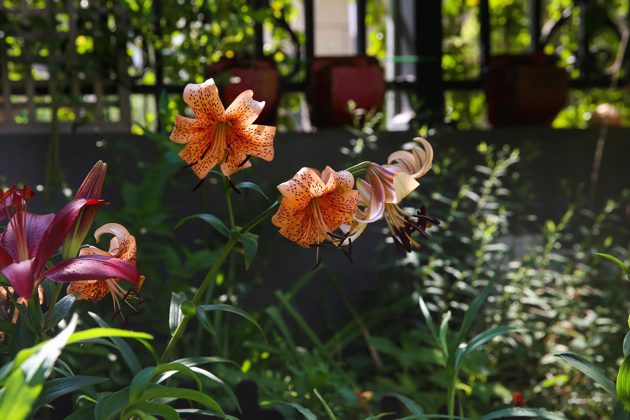 清晨的光穿过百合花的花瓣，就像舞台中央主角的光环。我不光爱花，也喜欢那些飘逸的在