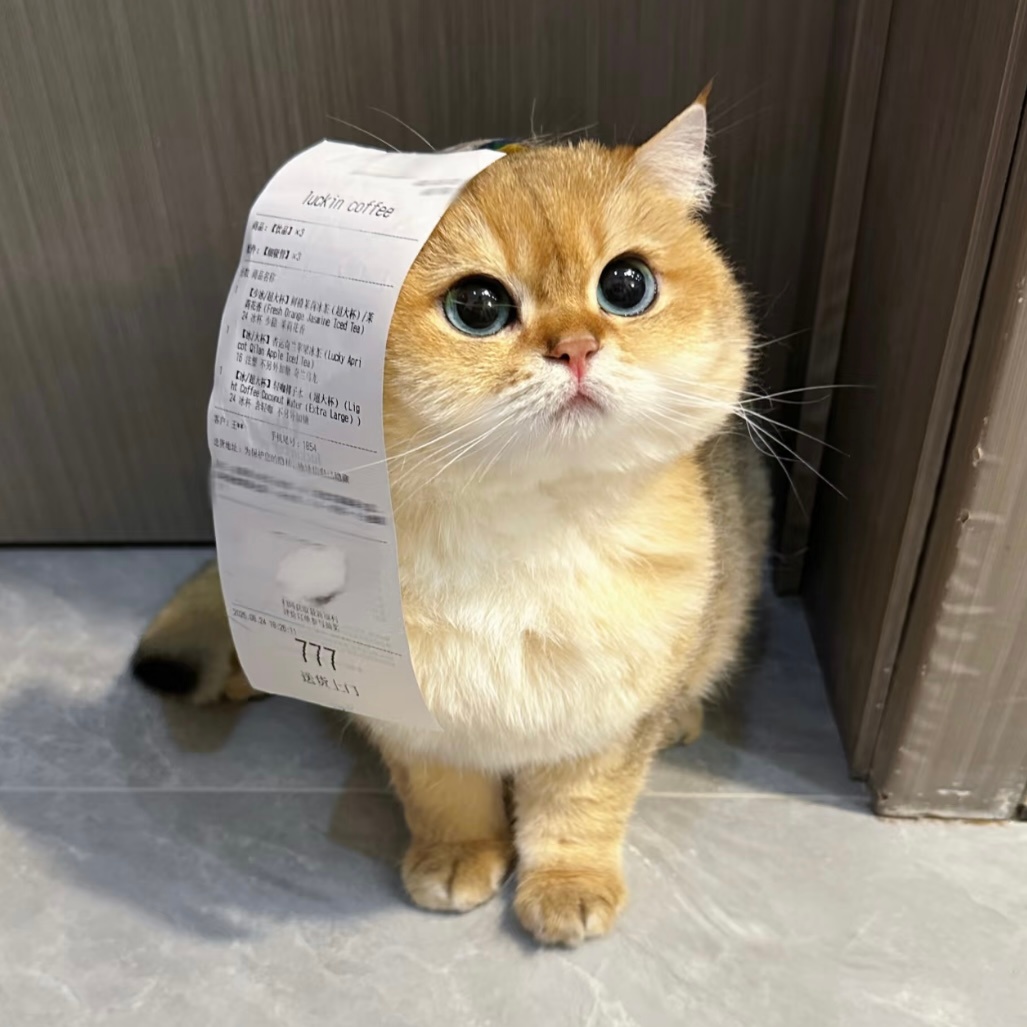 大专猫拿到成绩单后…… ​​​