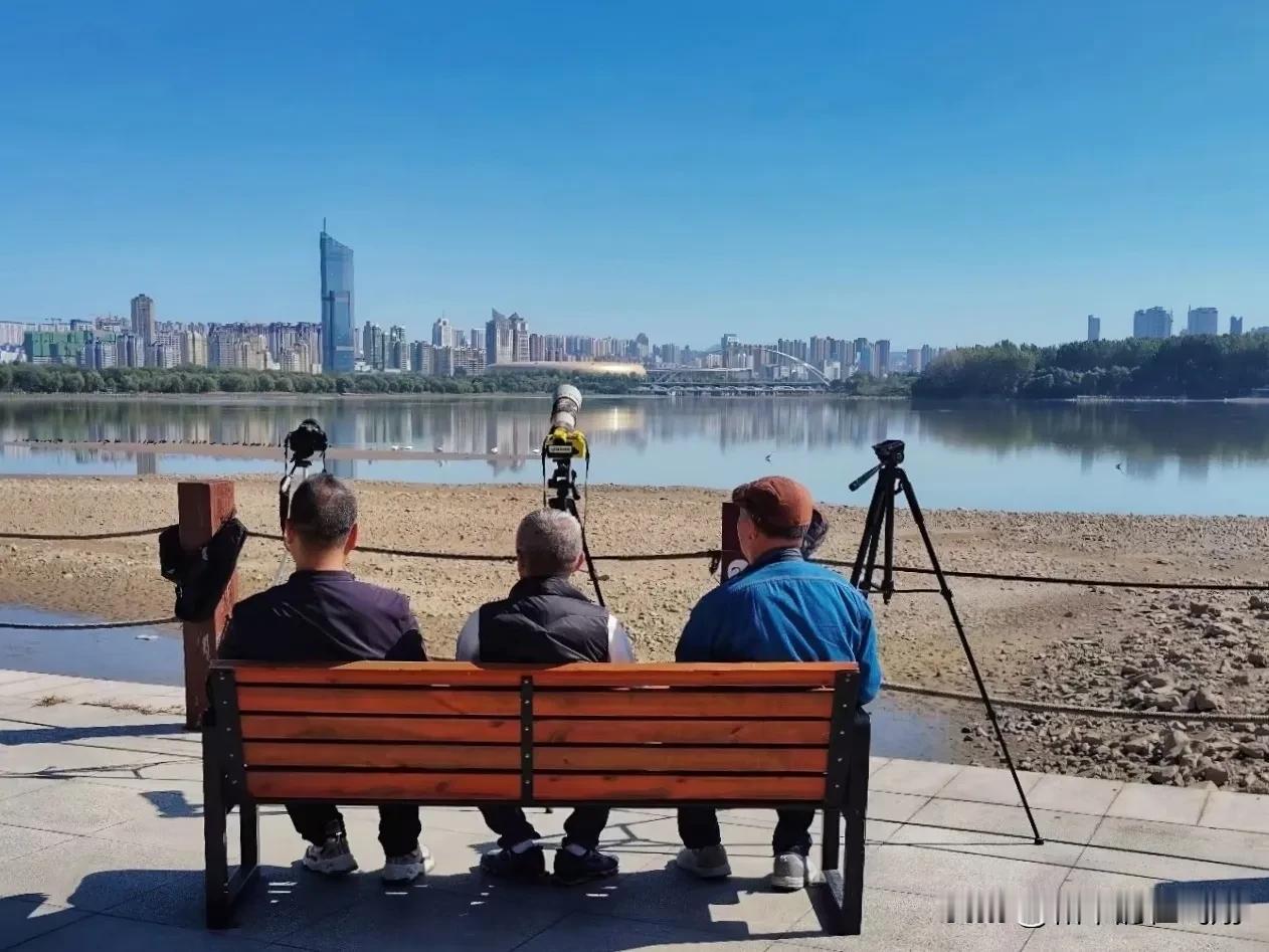 第一次这么忠诚地等待天鹅到来。
——随拍于河南三门峡天鹅湖
 #秋日生活打卡季#