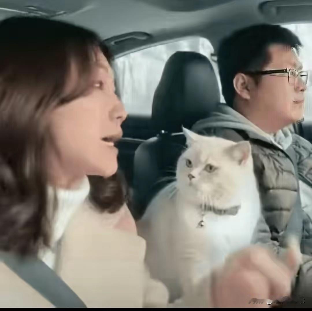 太不可思议了，小夫妻从江浙自驾回河南周口老家，担心猫咪独自留在宠物店受委屈，便带