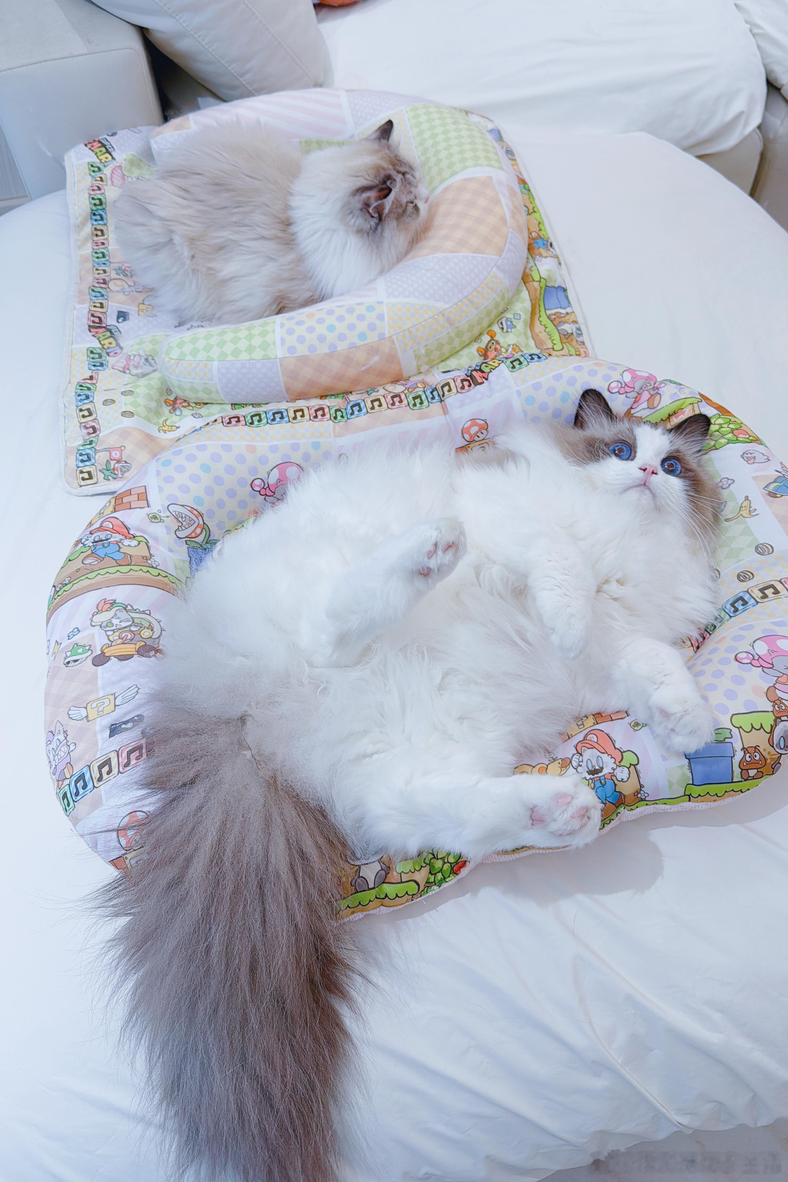 跑一天了，猪糕组合累了。 