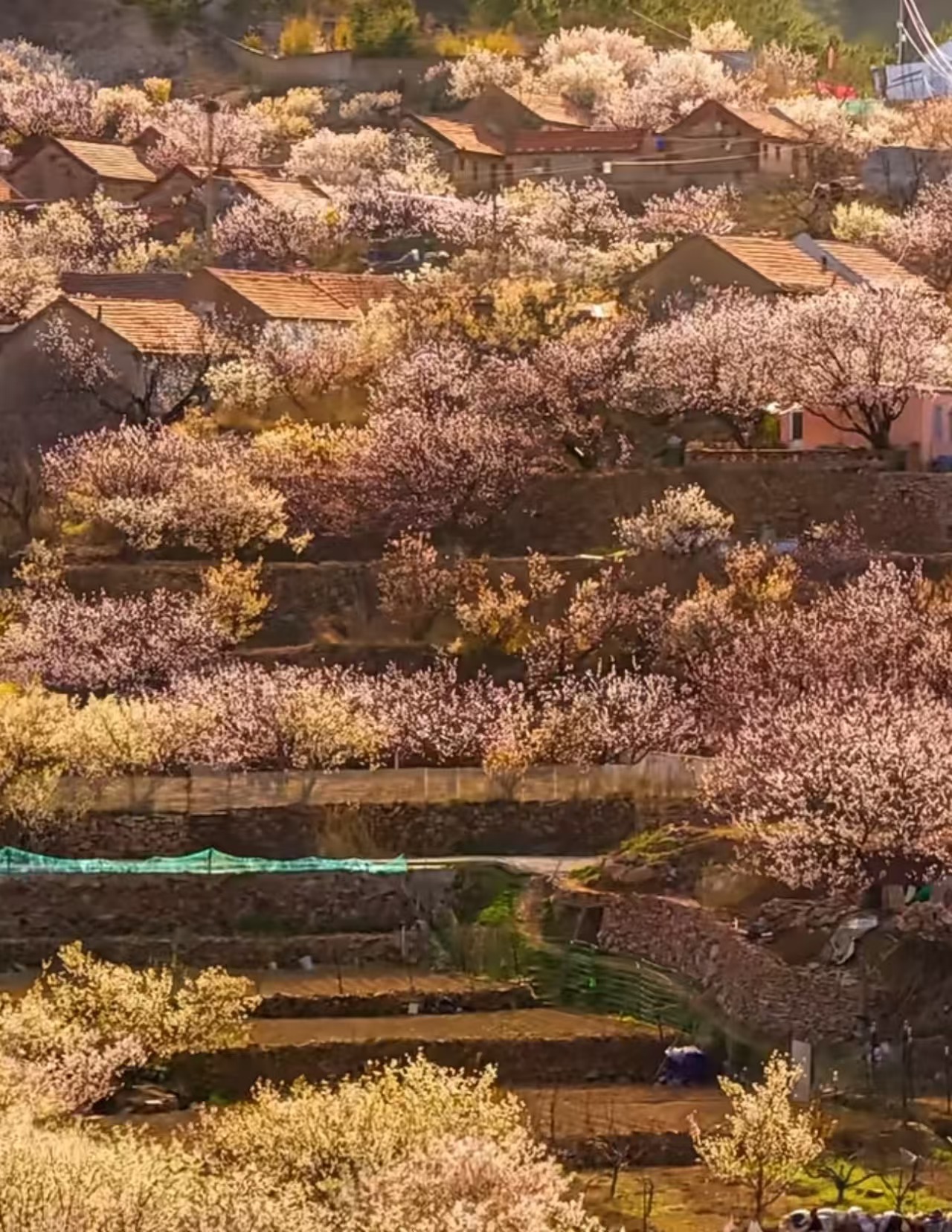 王一博BGM一响秒入花海熟悉BGM搭配青岛满城春色，花海连绵温柔又治愈，氛围感直