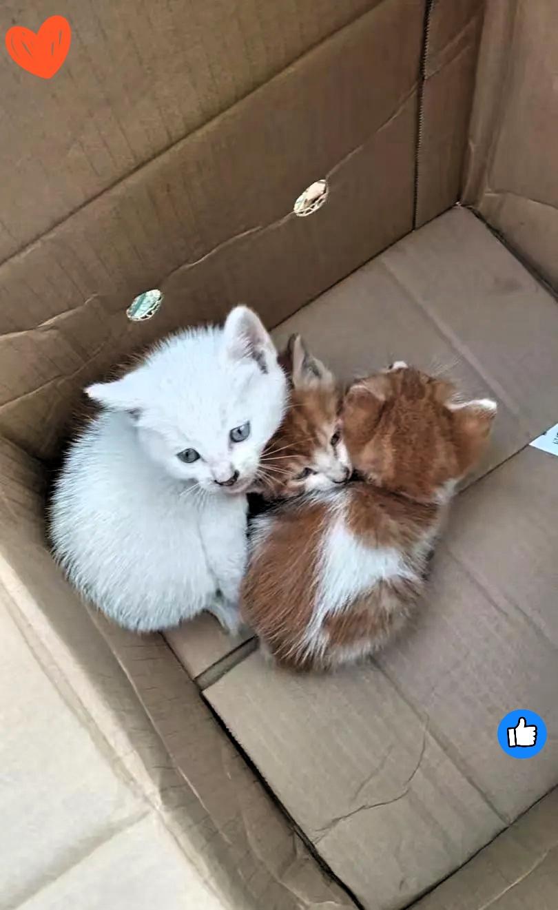 去客户家修暖气，刚进门就瞅见男主人端着纸箱子要往外走，我随口夸了句“这小猫也太萌