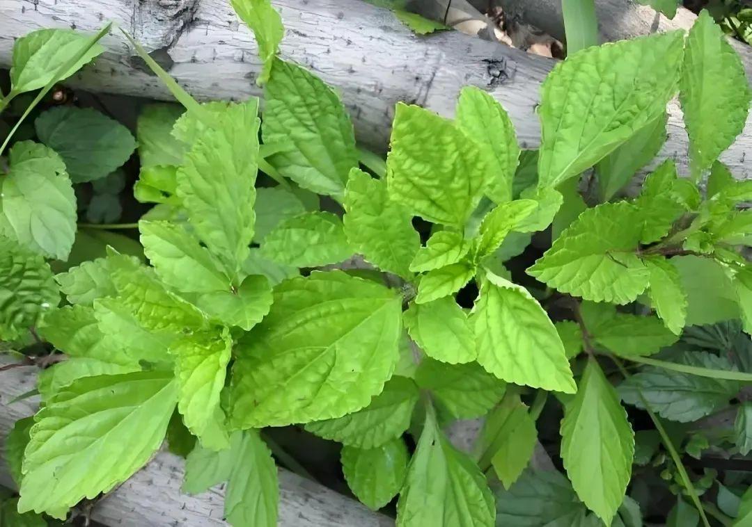 结节其实就是身体里头被“痰”堵住了，重用穿破石散了结节后，我明白：为医者更应逆流