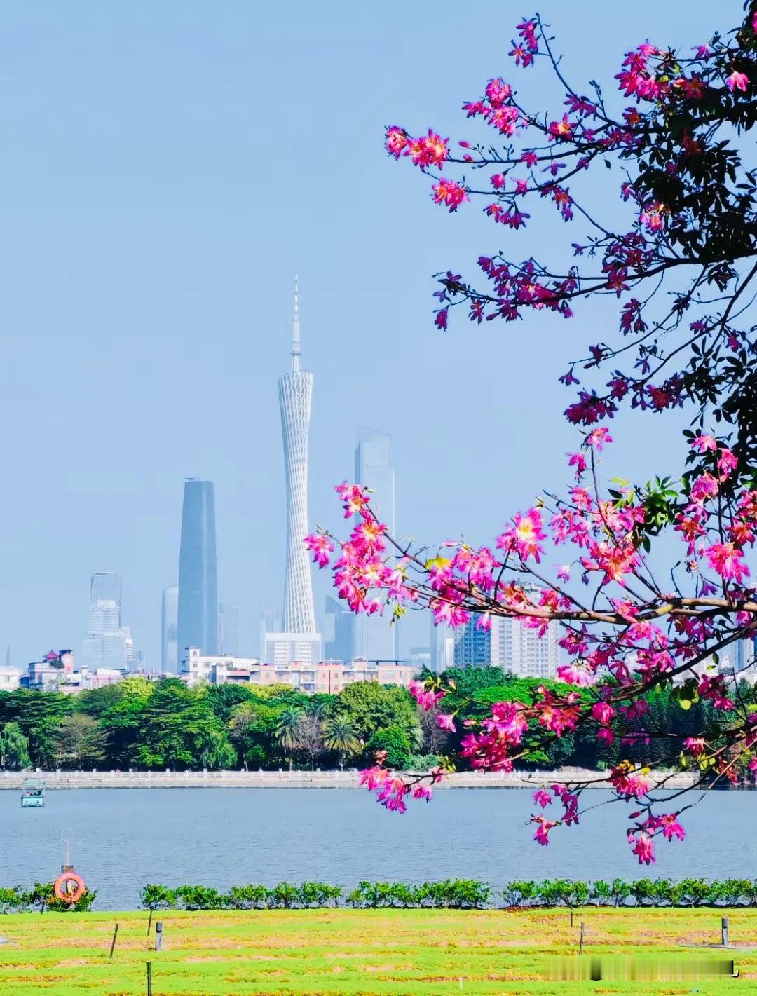 今日份海珠湖
阳光下熠熠生辉
下一波就是看落羽杉[庆祝][庆祝][庆祝]