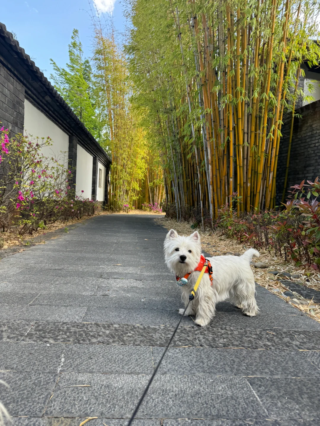 宠物友好酒店| 丽江云涧度假酒店