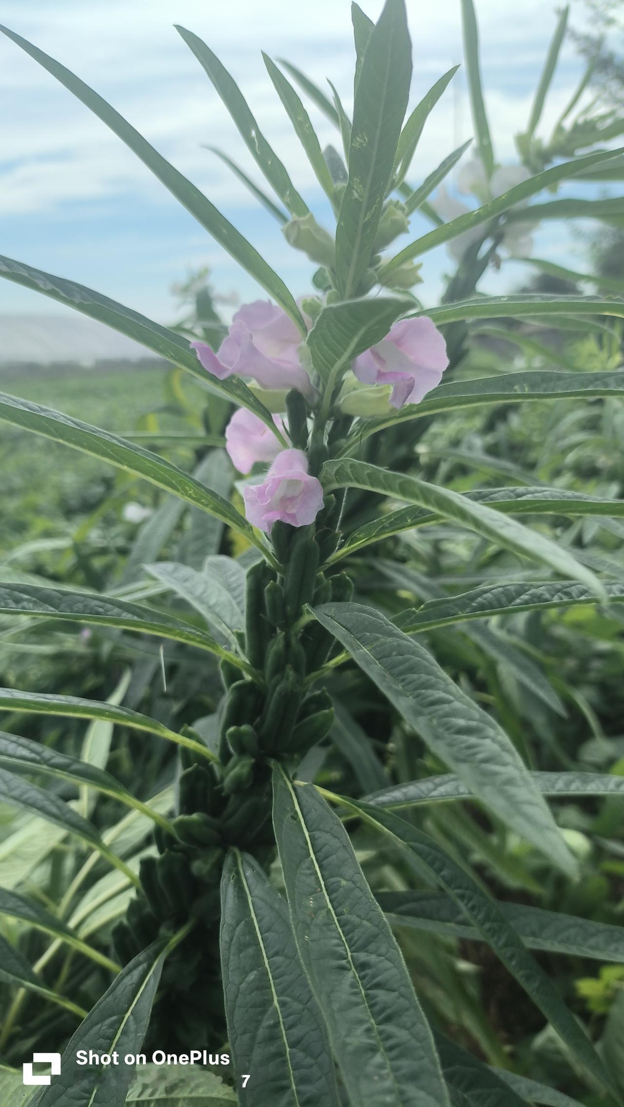白芝麻：大多乳白色、奶白色，花瓣内侧带淡淡的淡紫、浅红纹路，筒状小喇叭花，长在叶