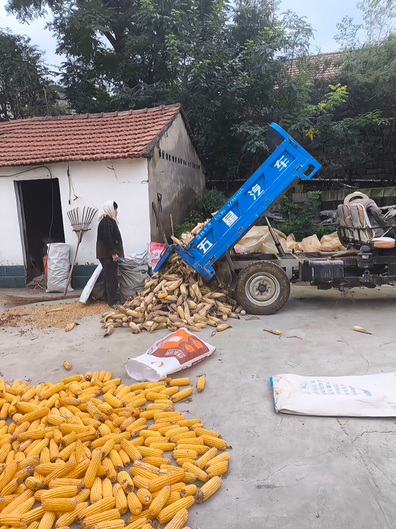 当地规劝烤肉店停止玉米做燃料 现在这玉米才多钱一斤？答案是，不到1块钱。农民是越
