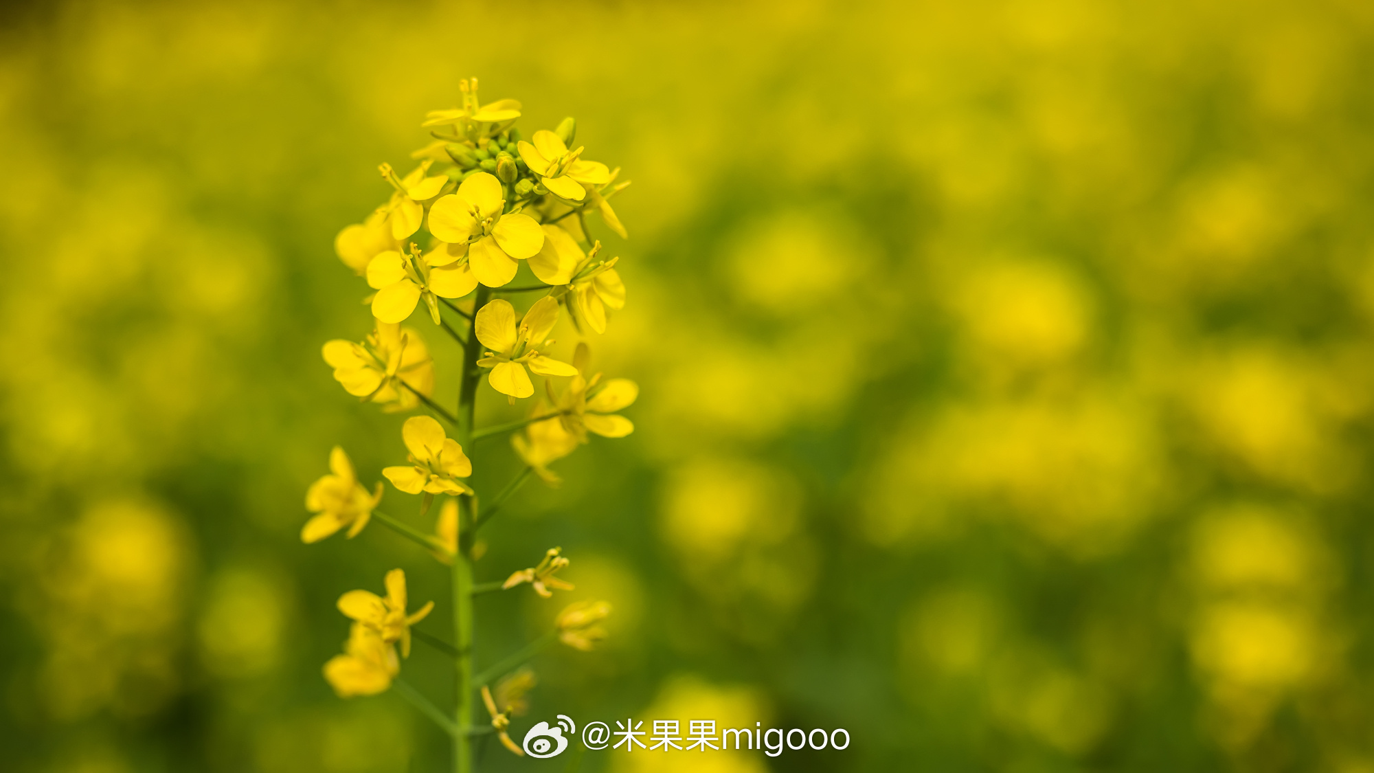 贵州每年春天，大片的油菜花竞相绽放，形成一片片金黄色的海洋，美不胜收。在黄岗侗寨