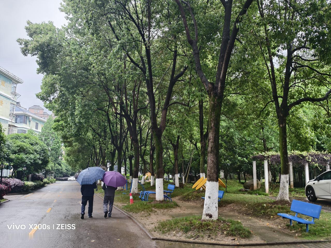晒晒你拍的树照樟树换新装：大院内的樟树在清明至谷雨期间，其树叶来了一次大换血，老