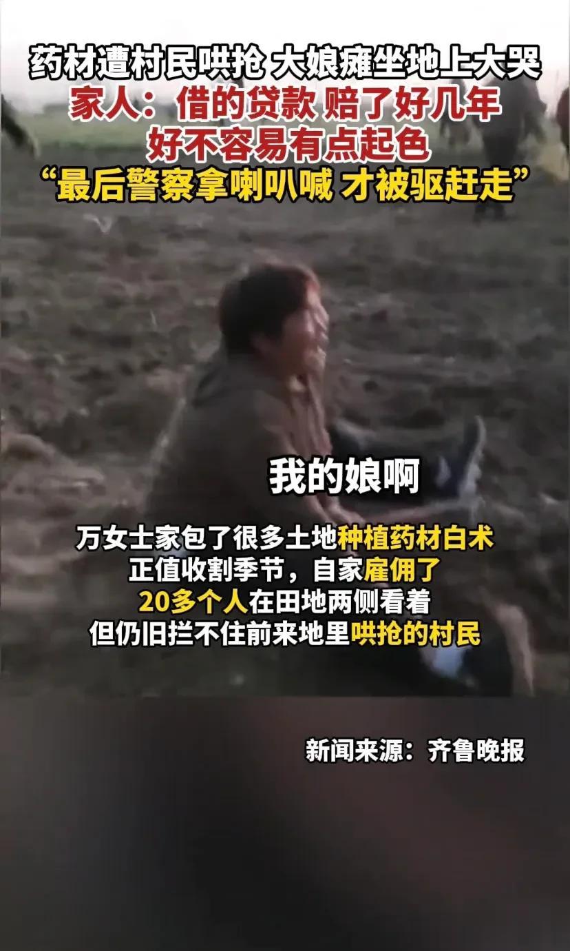 河南周口，一大娘在地里种了药材。可是没想到，等到收药材的时候却遭到了村民们哄抢，