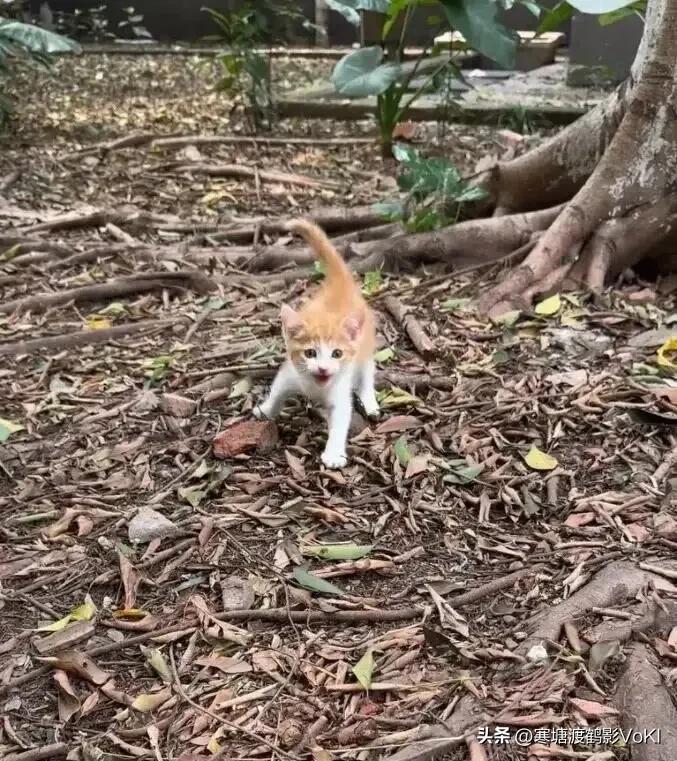 早晨出门跑步，在公园的角落发现一只流浪小猫崽，看到我路过，小猫崽跑过来冲我喵喵叫