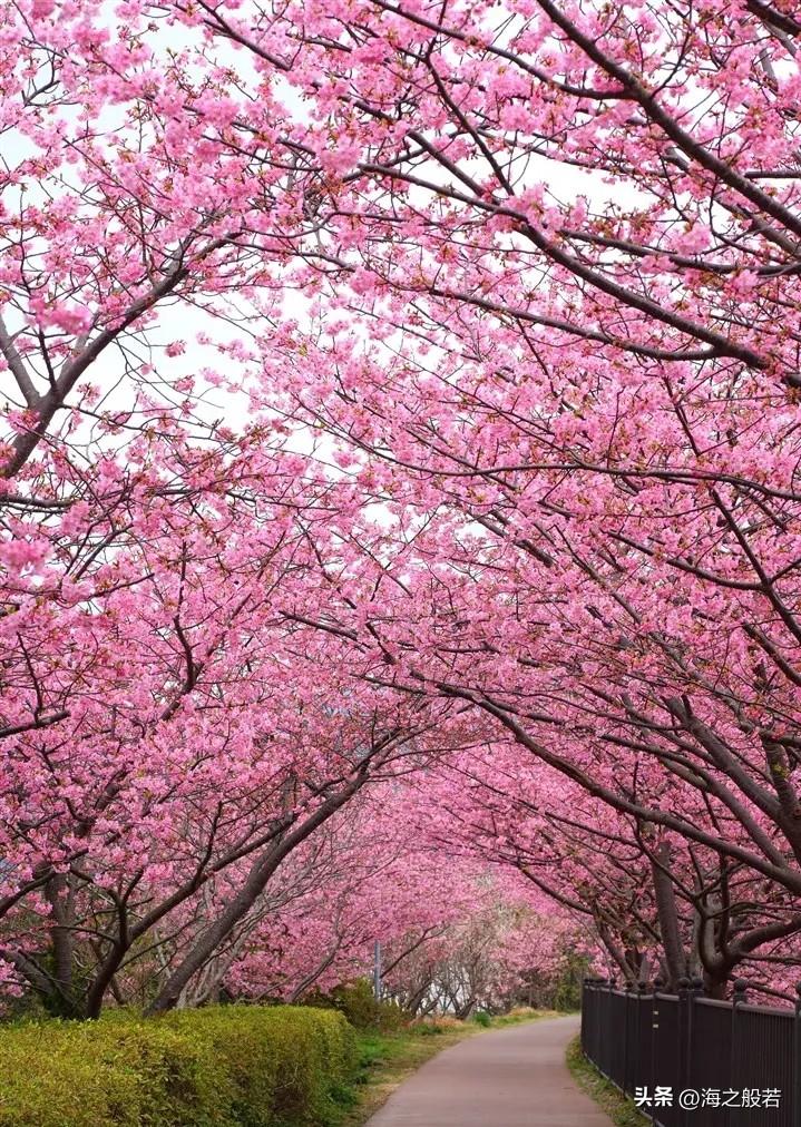 早樱

            ——海之般若

那些柔软的小词不曾想起
唯独见了