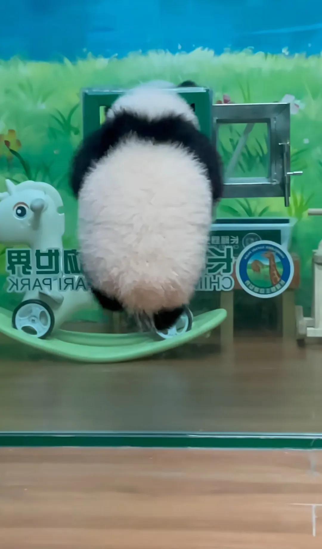 小小年纪就成功越狱，使不完的牛劲儿，长隆动物园的长公主，小辣椒——妹猪！
还记得