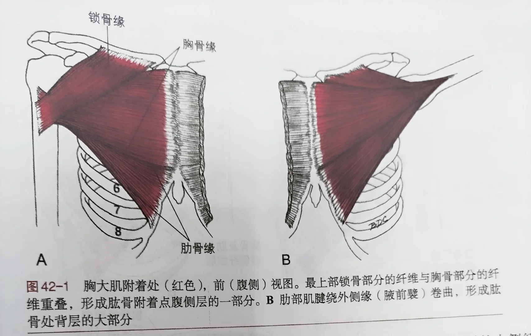 胸大肌和锁骨下肌介绍