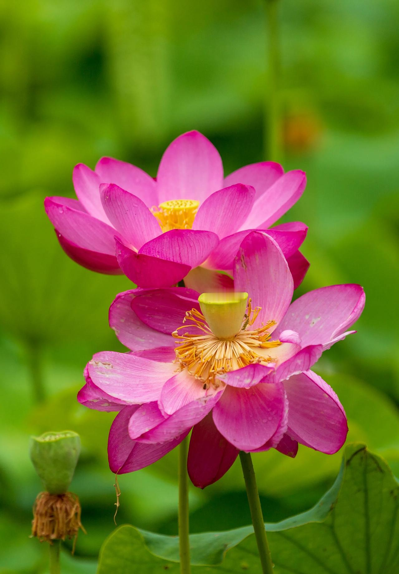 七律·小暑
烈日炎炎小暑来
轻荷竞秀斗妍开
云雷滚滚过峰岭
夜雨萧萧洗榭台
旱涝