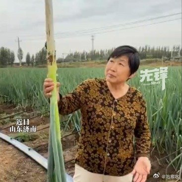 山东妈妈亲眼看到2米大葱沉默了 山东济南杨先生分享的葱田照片爆火，母亲站在田间，