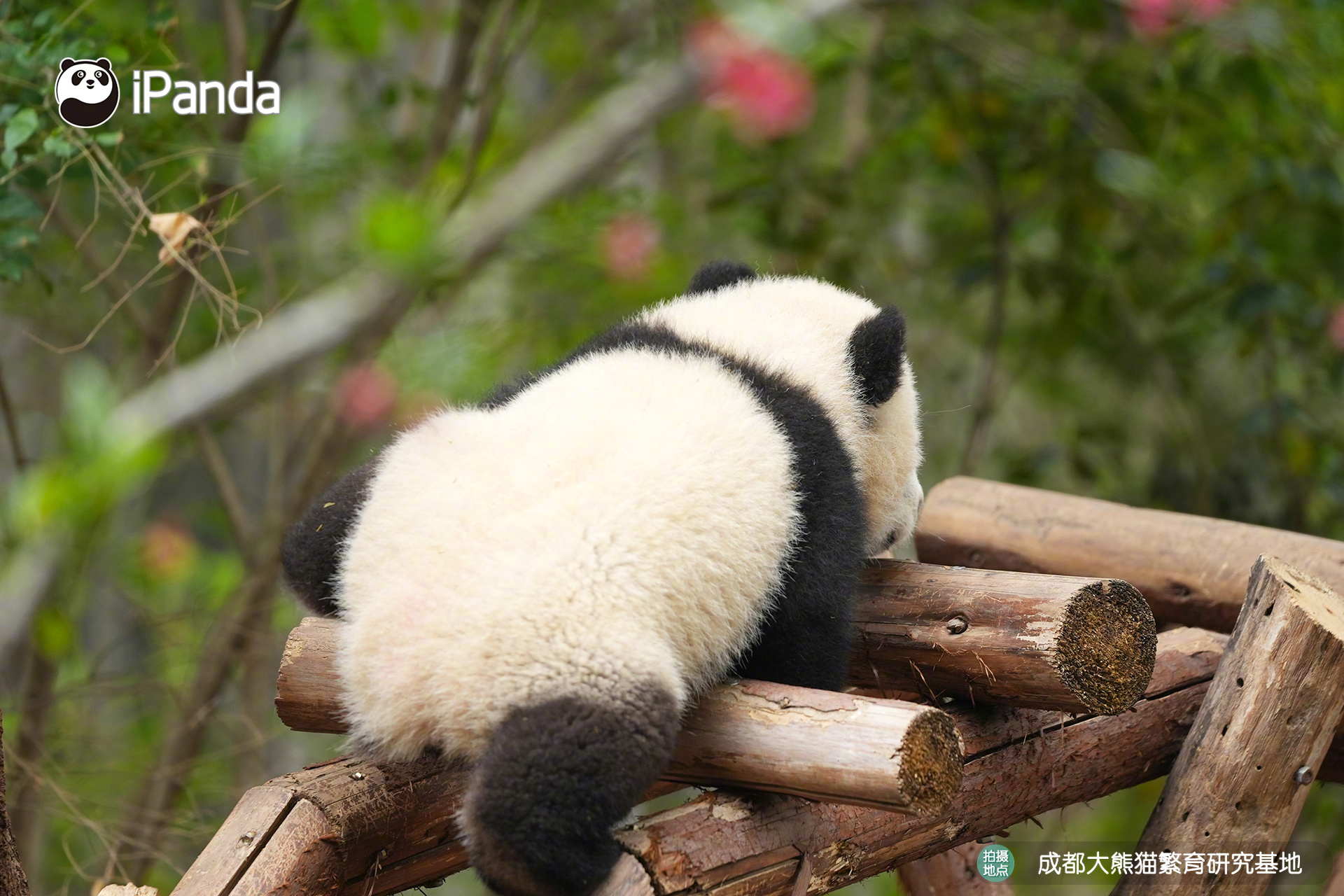 【大熊猫的治愈从早安开始 🌟】发言熊：“奂瑶”名熊名言：今日造型已就位，元气满