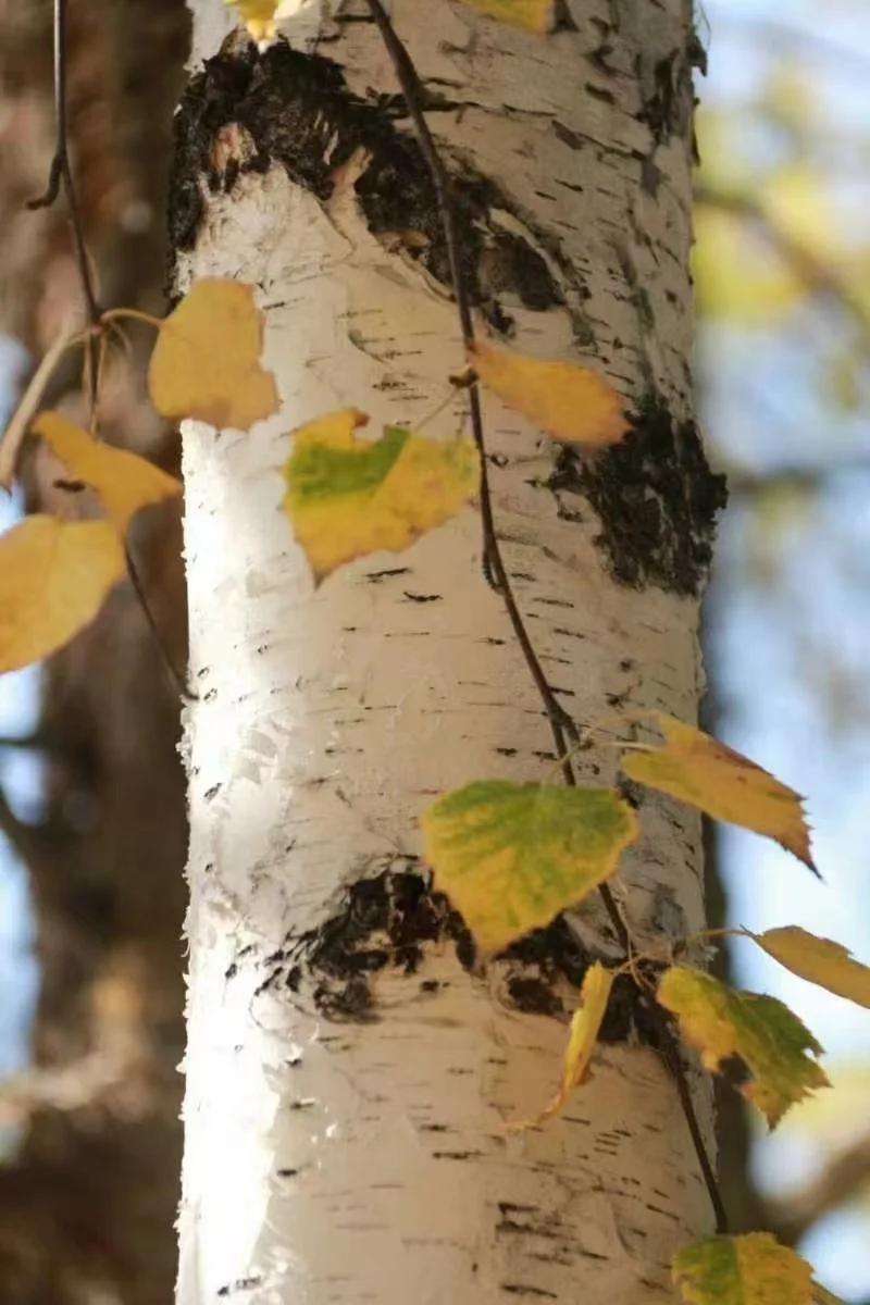 现在千万不要去新疆看秋景！