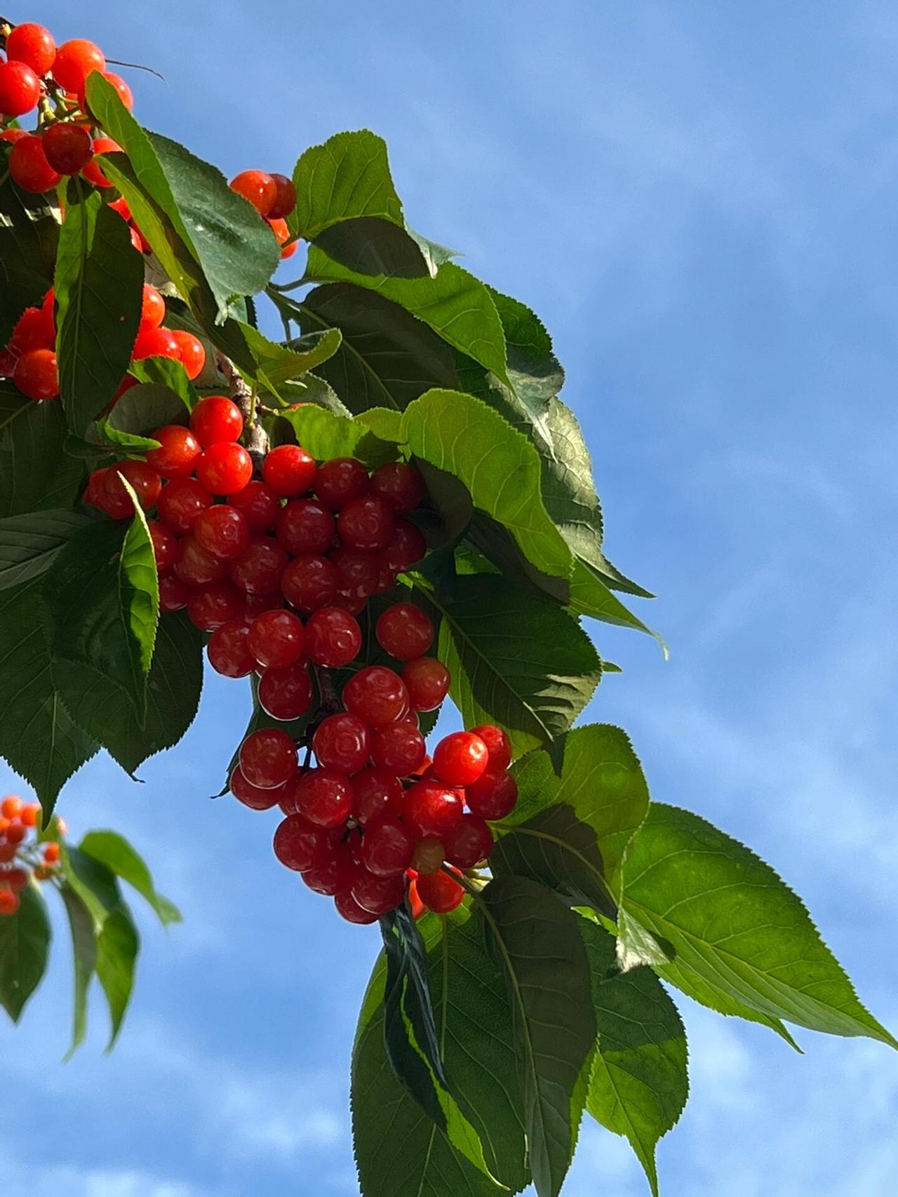 朋友家小樱桃！酸甜一口，才是初夏本味。——LaMa娟
 

串门惊喜吃到自家树上