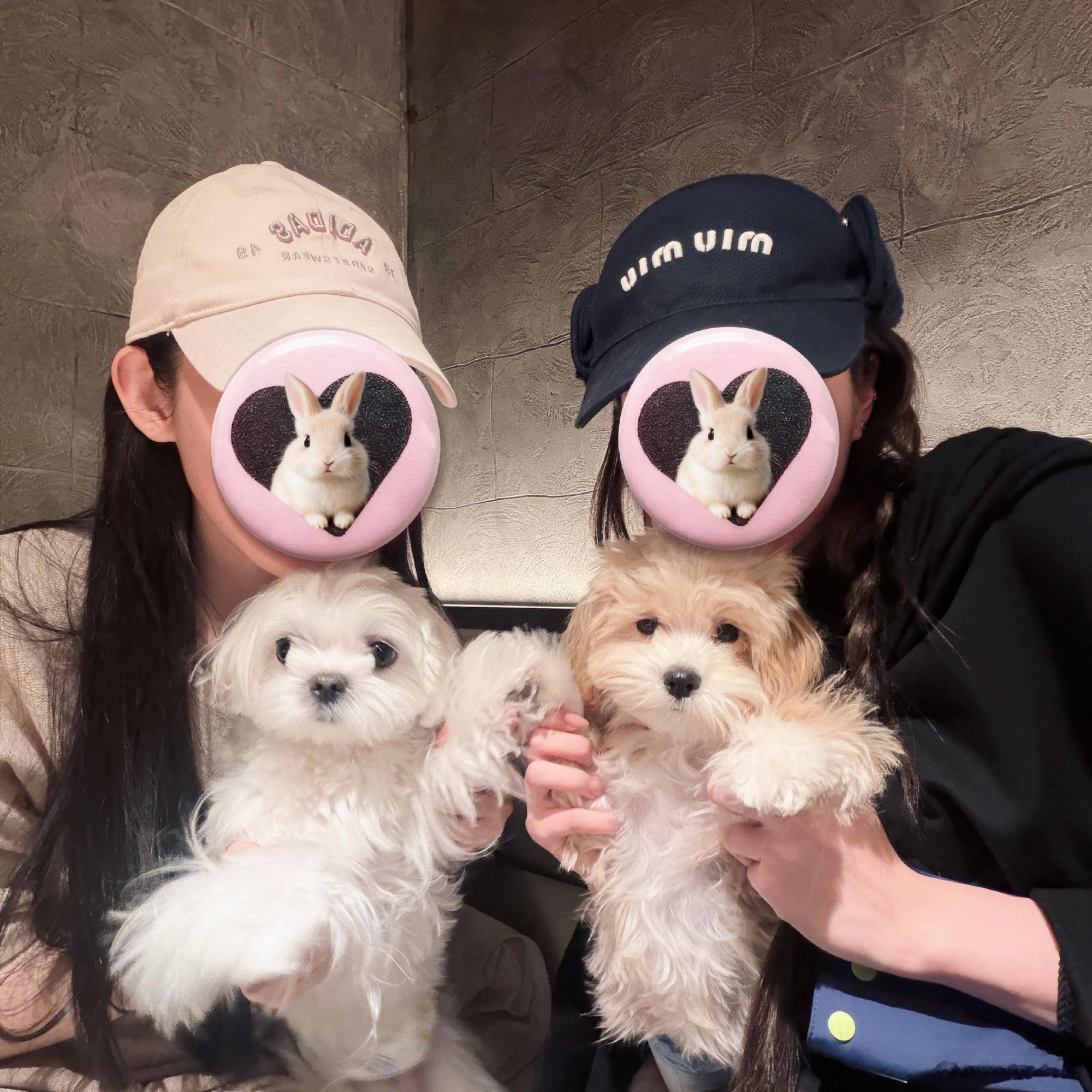 张艺凡 艺揽廿六 风禾尽起今日份糖分超标预警！！两只修勾在贴贴，两位美女也在贴贴