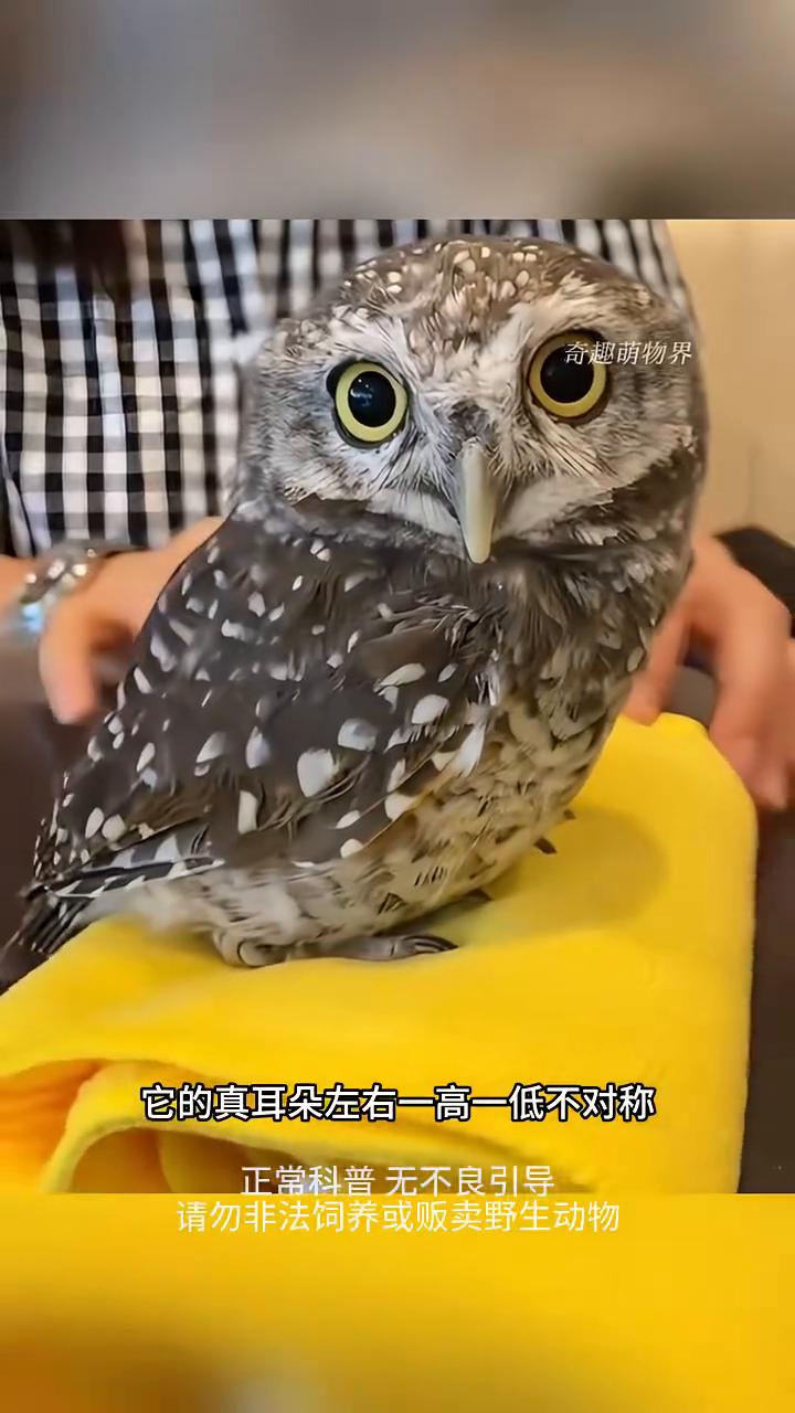 有人问为什么猫头鹰抢了母鸡的蛋去孵化母鸡，却连反抗都不敢？答案是实力碾压级的降维