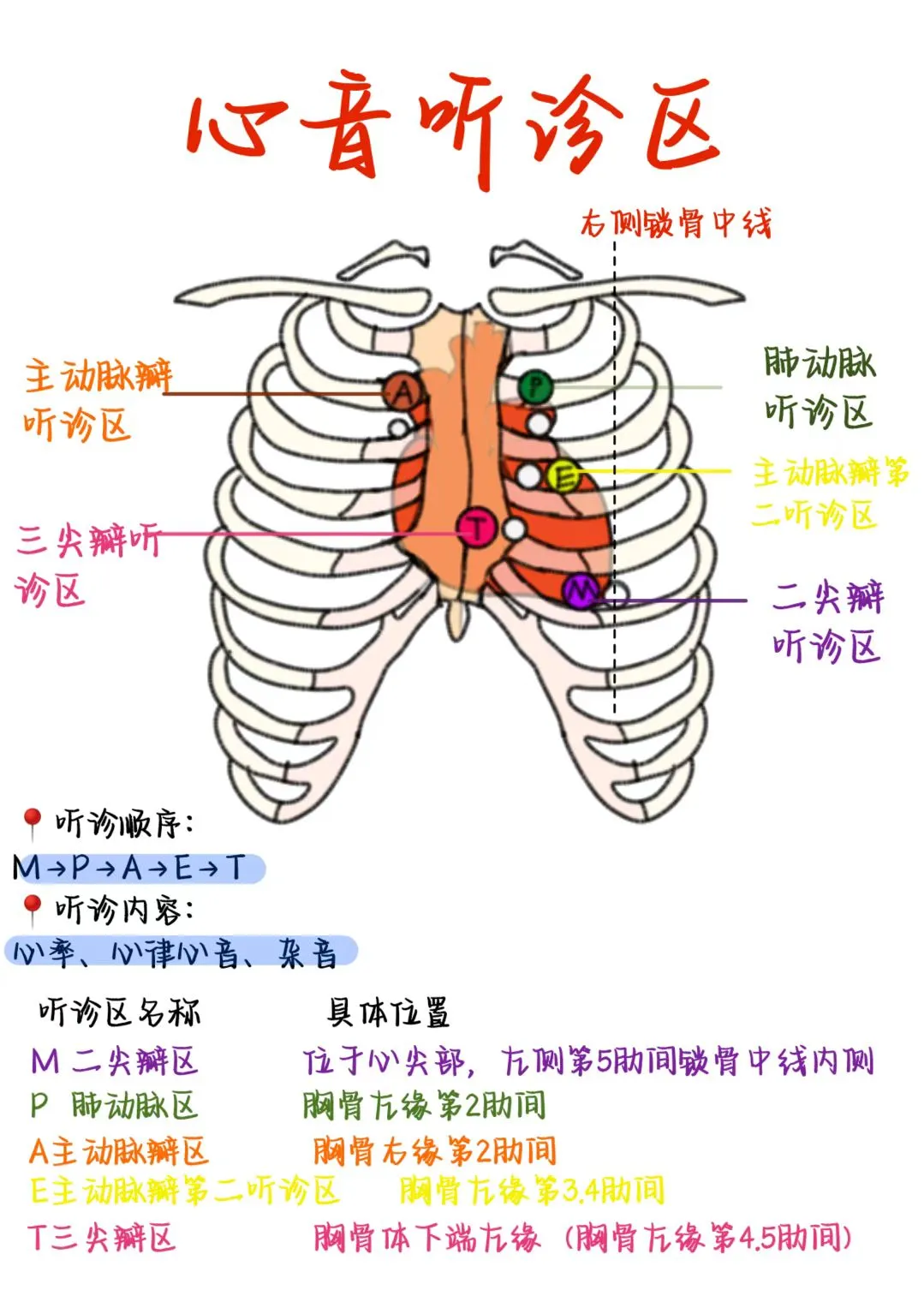 医学生笔记——心音听诊区