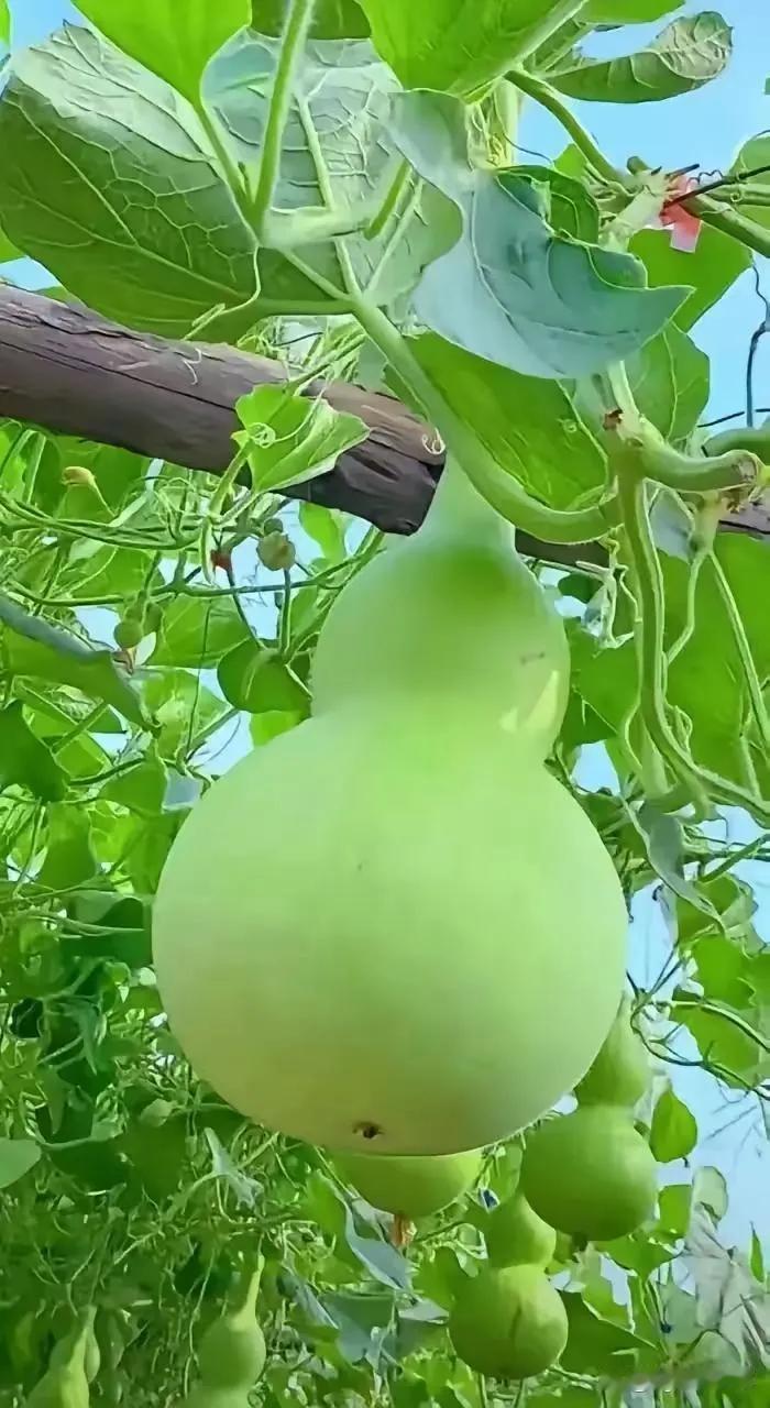 如果你最近过得不太顺利，不妨看看弘一法师说的这句话：“世上的万物都是有命数的，你