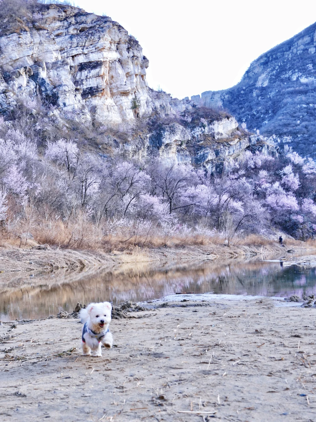 昌平桃花山谷春意正浓🌸踏青赏花采摘野蒜🧺