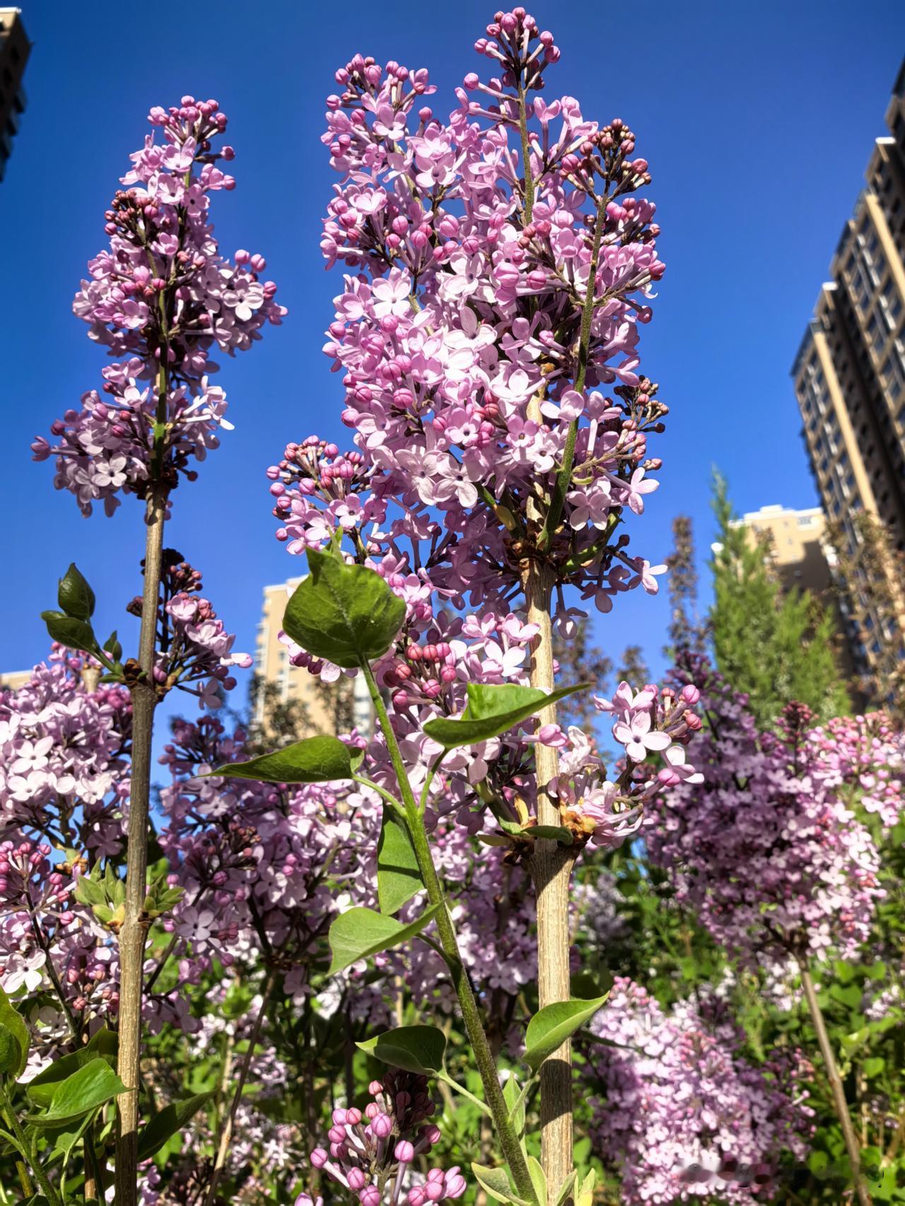 春日生活打卡季小区的丁香花迎着春风悄然盛开，紫色白色相间的花瓣缀满枝头，清雅又温