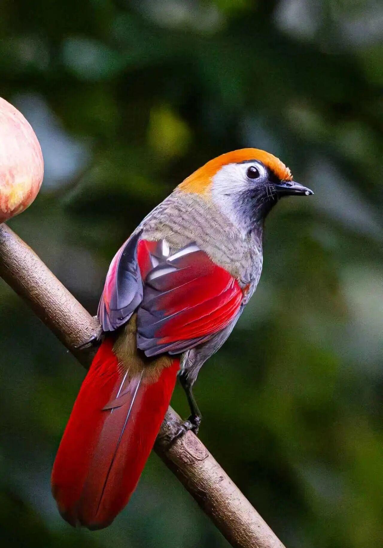 每天一鸟今天分享赤尾噪鹛
赤尾噪(zào)鹛(méi) 观鸟爱好者 ，是雀形目噪