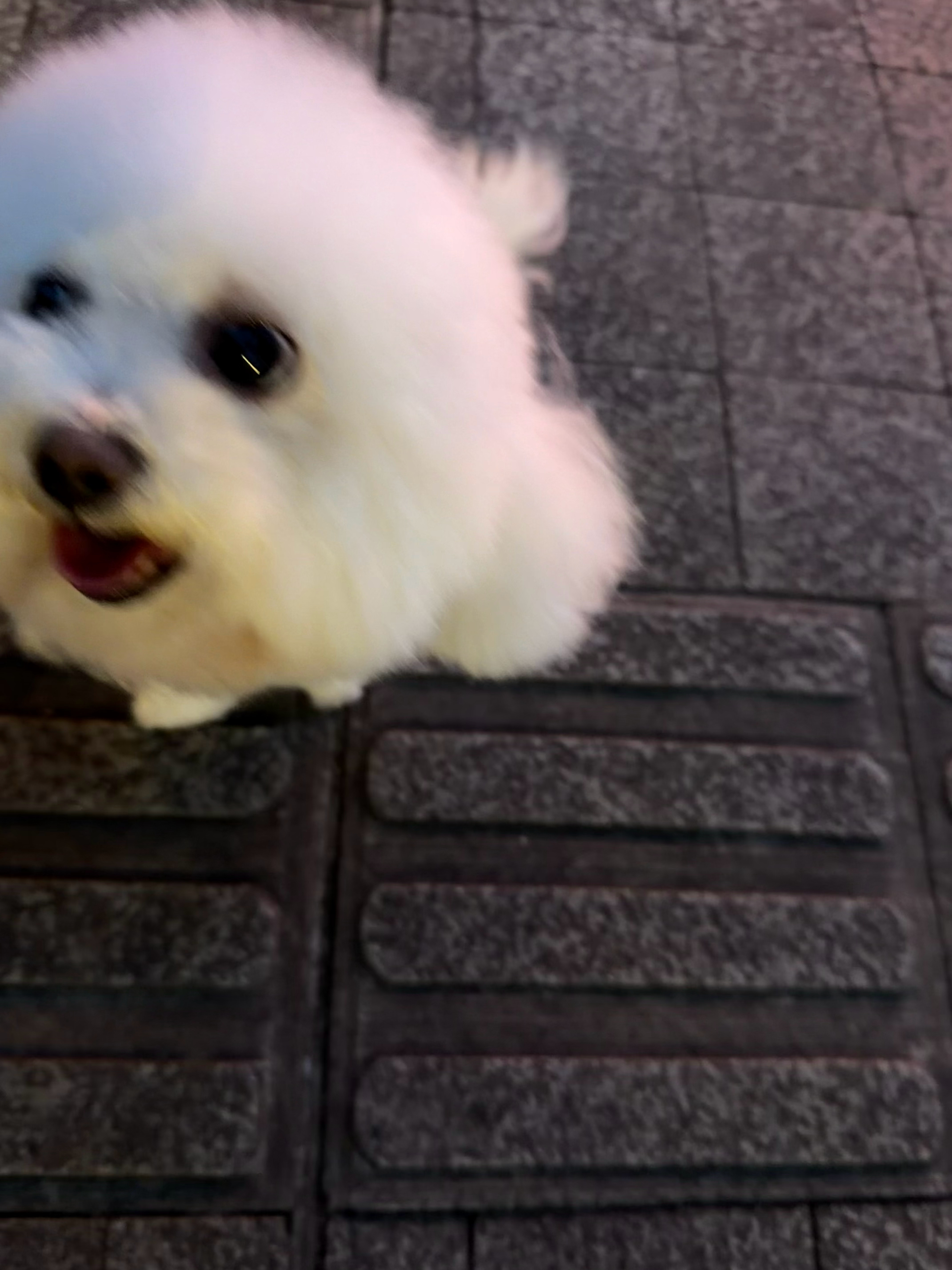 美女小狗🐶 