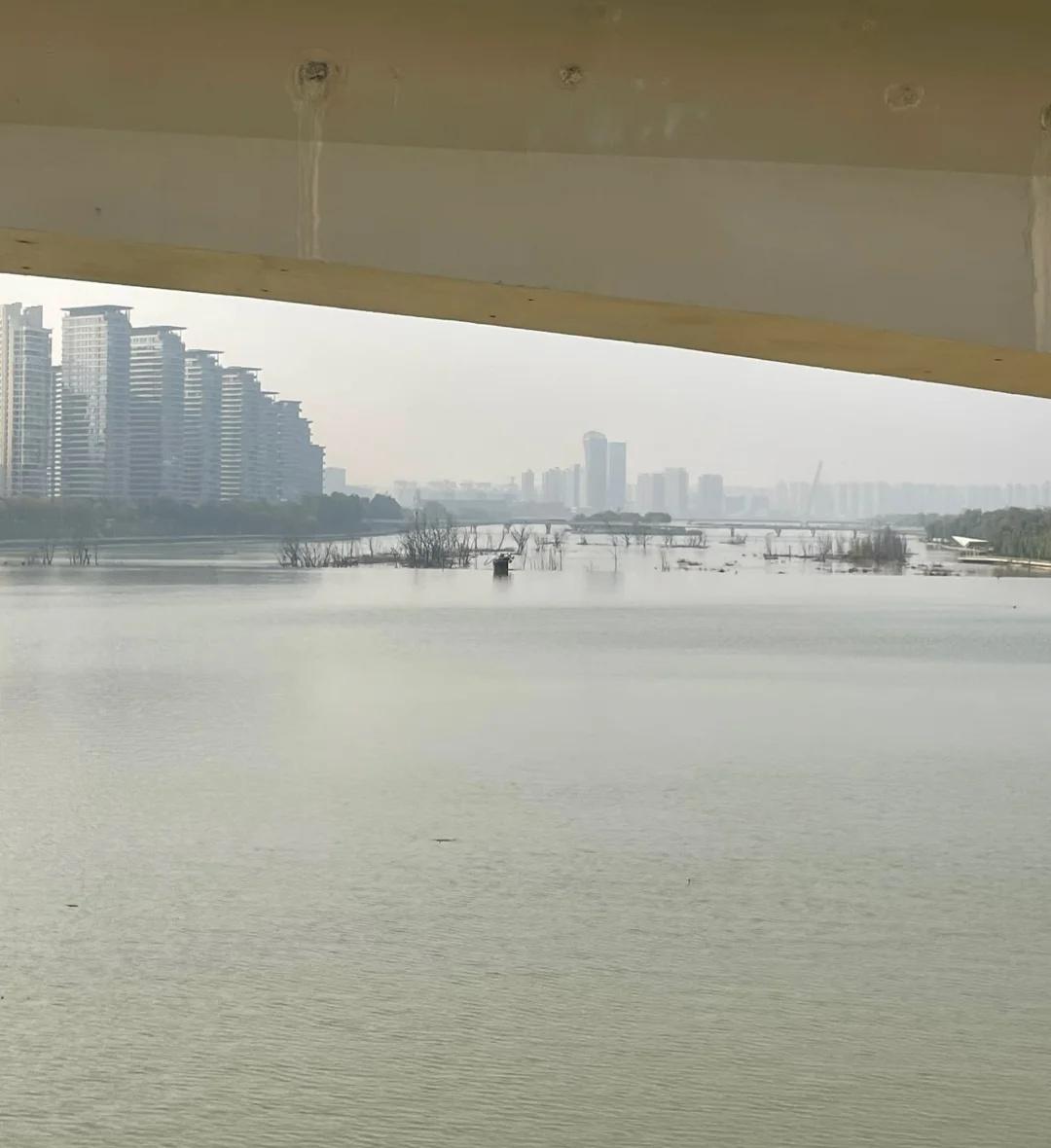 西安为啥不清理灞河里的死树啊？记录我的城市 西安