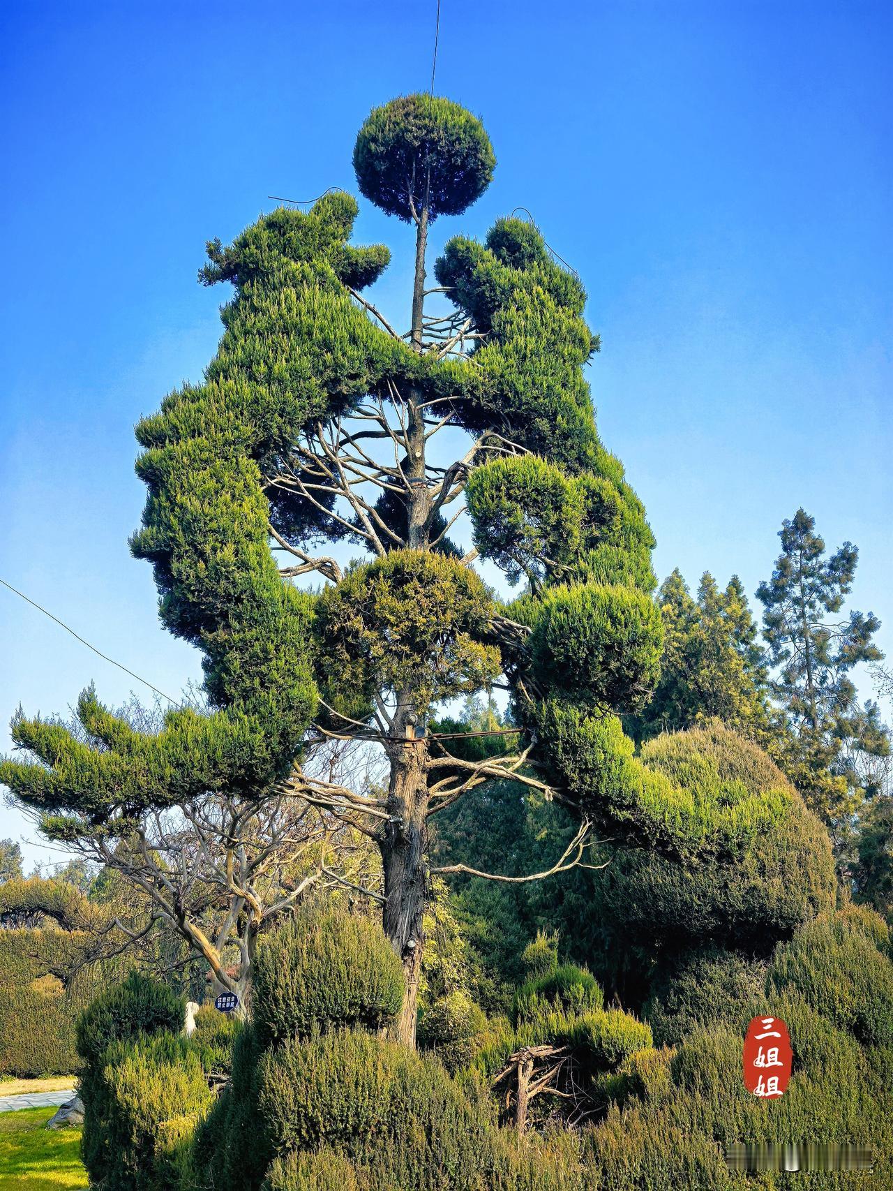 【冬日周口行】太昊陵古树名木堪称一绝，入选全国“最美古树群”。
我到周口游览太昊