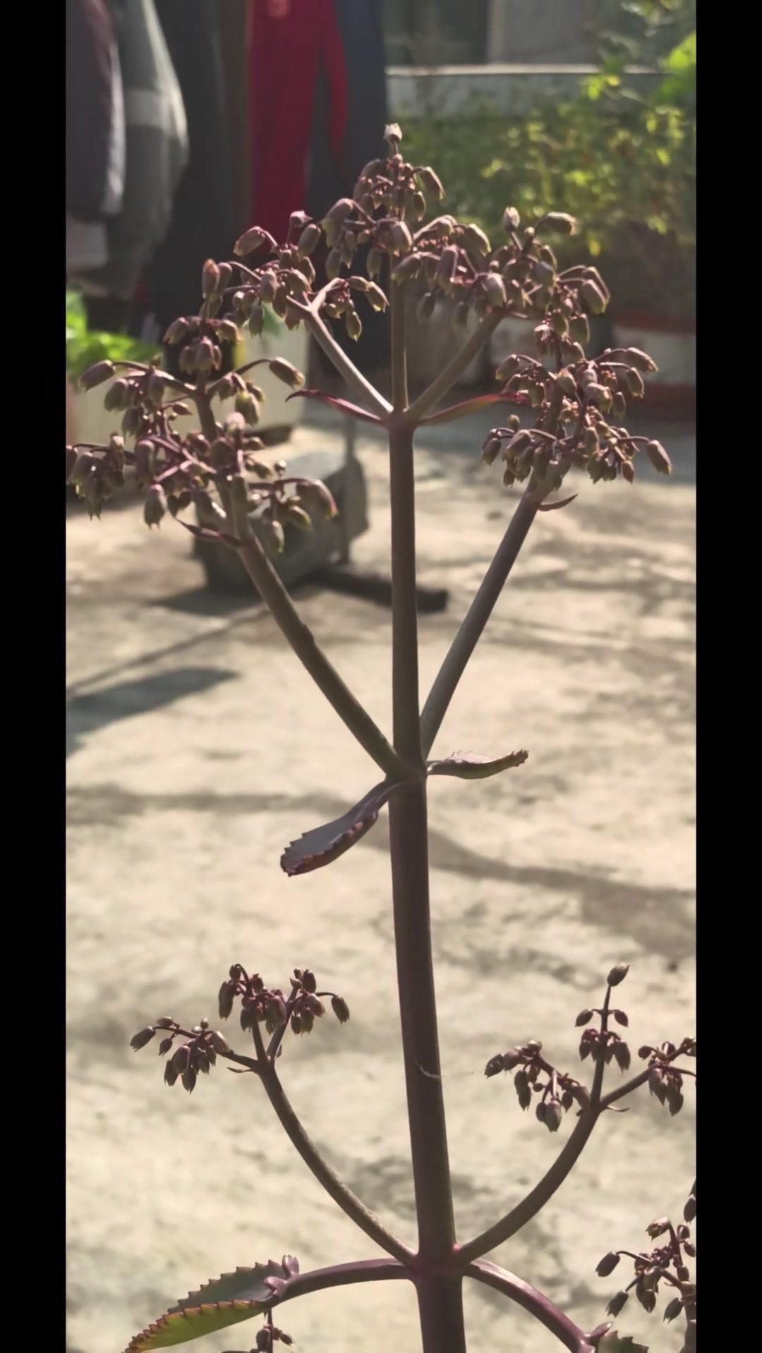 最近被这束花美到了！花瓣像小裙子一样层层叠叠，颜色是温柔的奶油粉，放在家里整个客