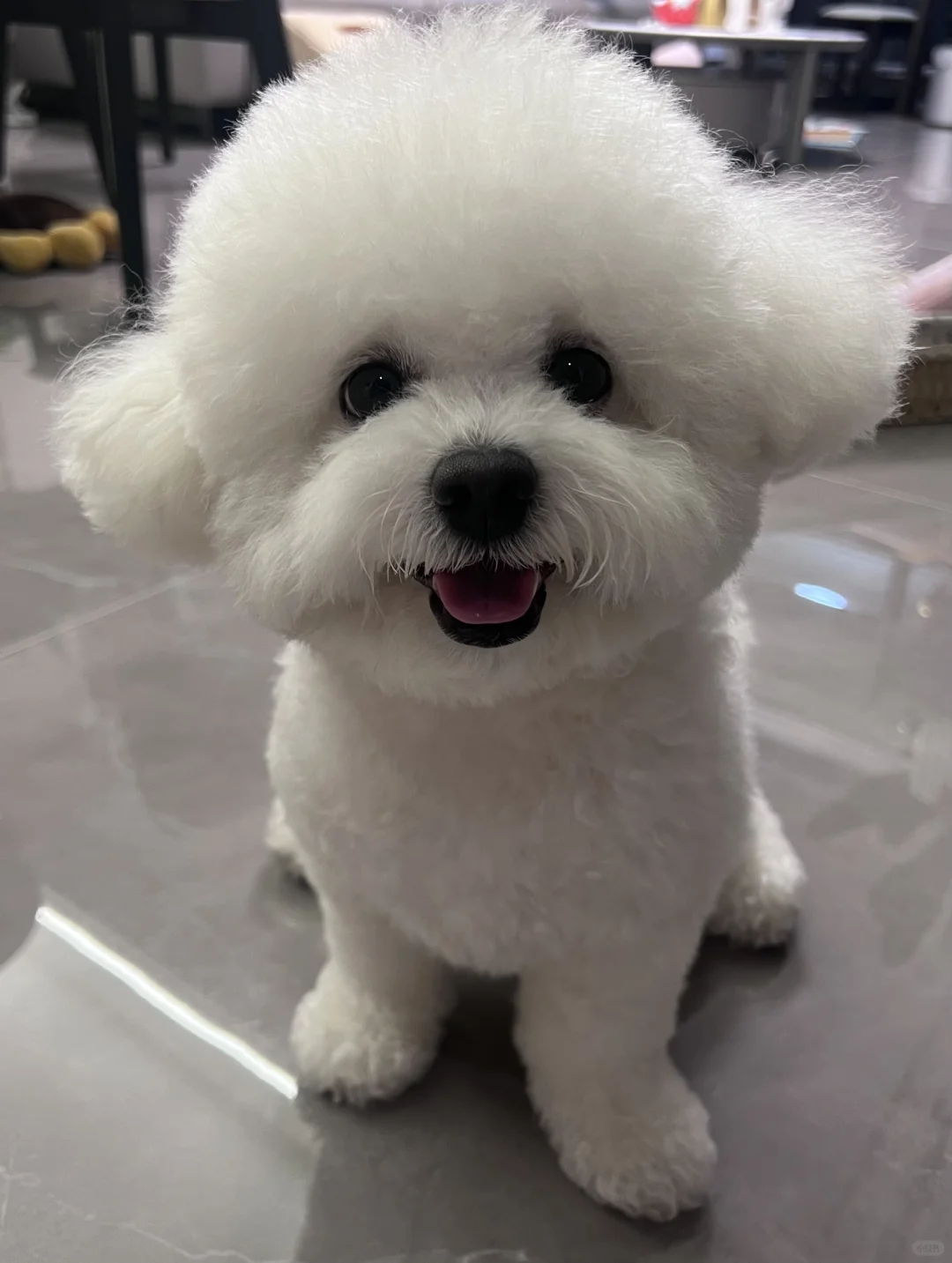 我的小狗好可爱！！！！