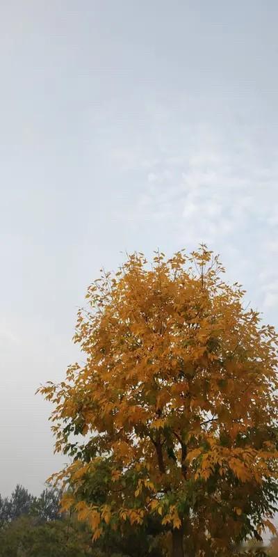 下联：独倚斜阳望远尘。诚邀上联孤临旷野念离人