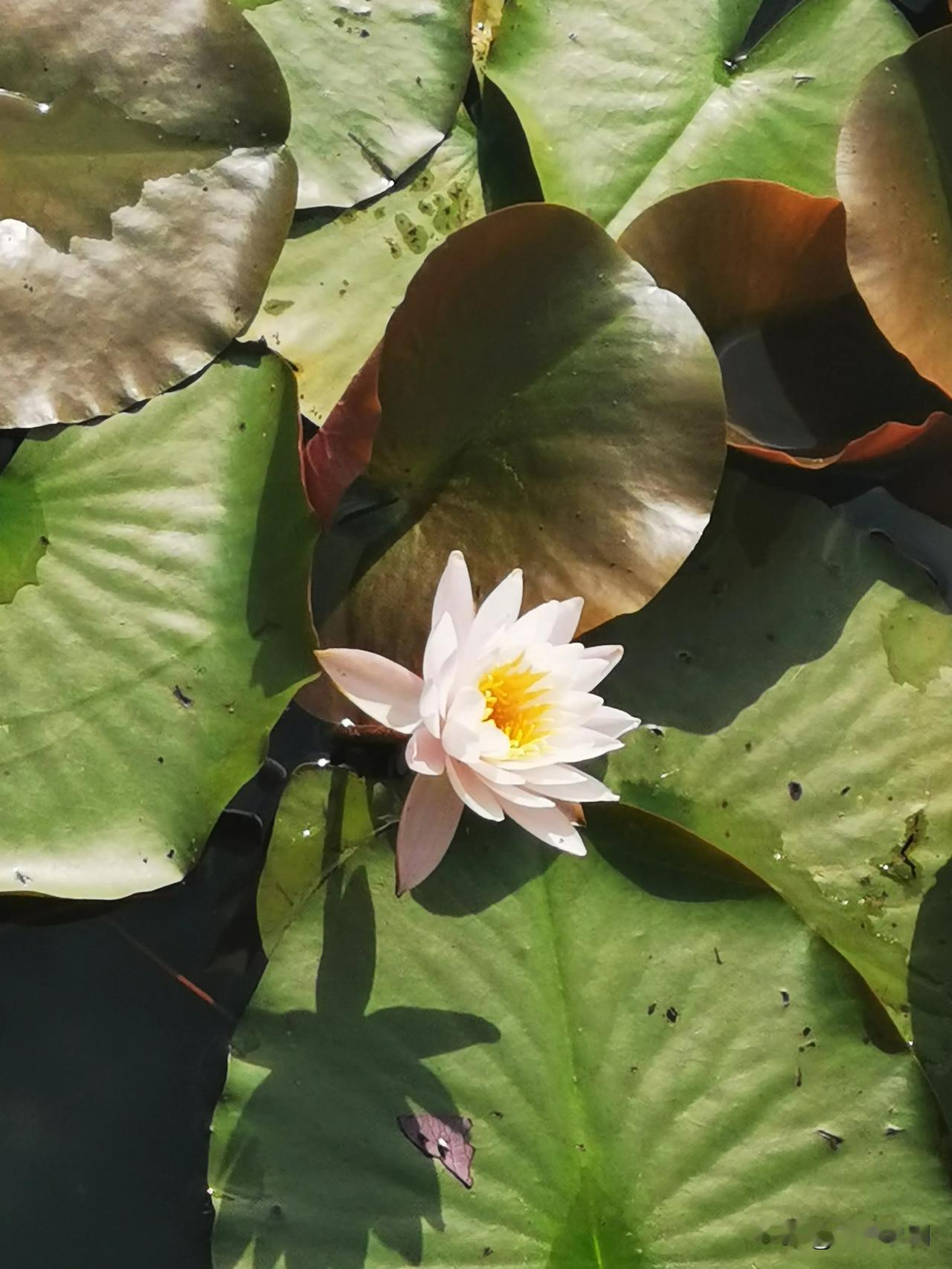 公园睡莲的温柔暴击🌿
 
在公园转角偶遇一池睡莲
粉白花瓣裹着清晨的露水
像是