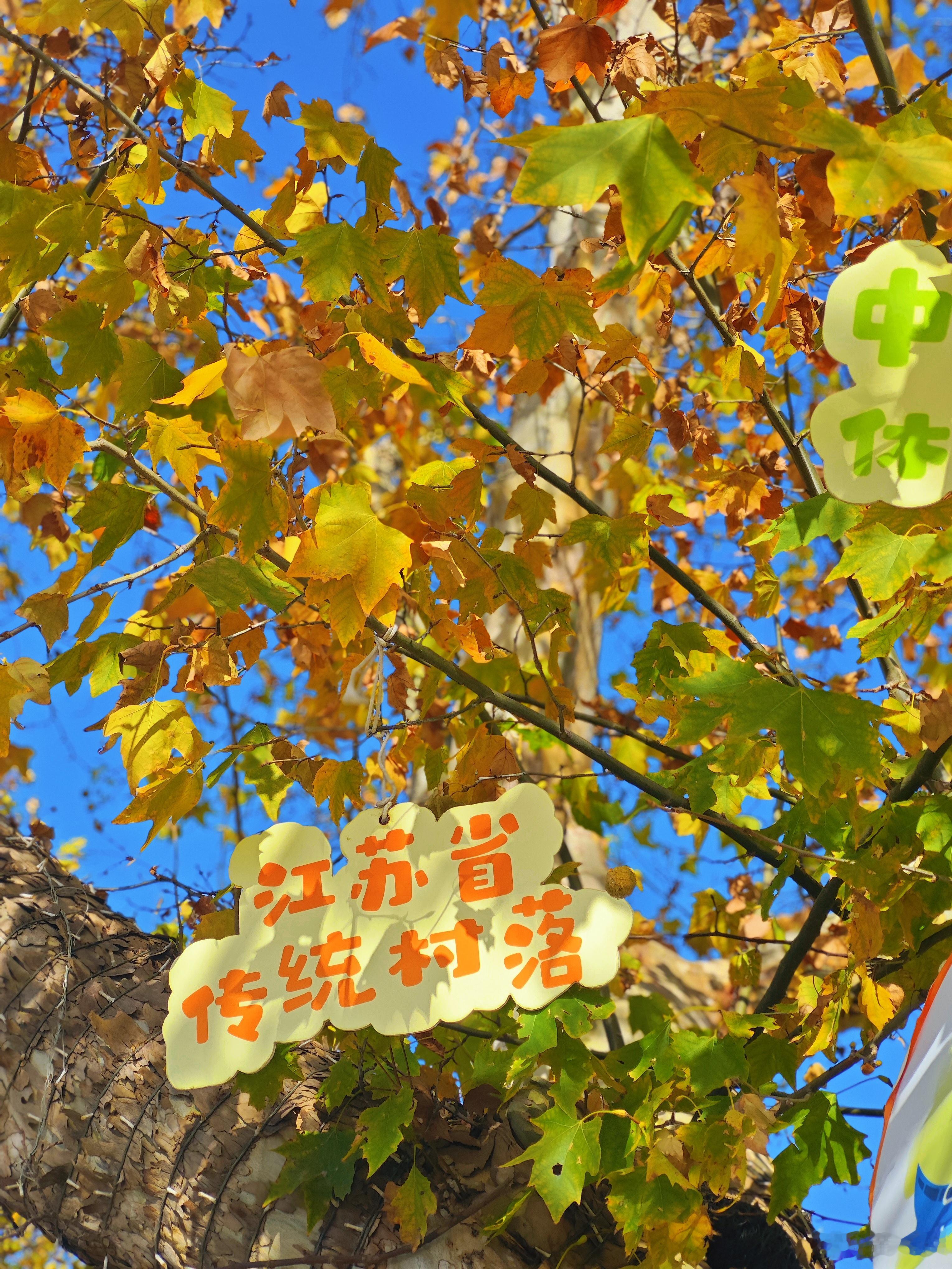 诚实面对生活的态度不活在他人的期望中依循自己的心意生活愿身后的每个日子都过得像树