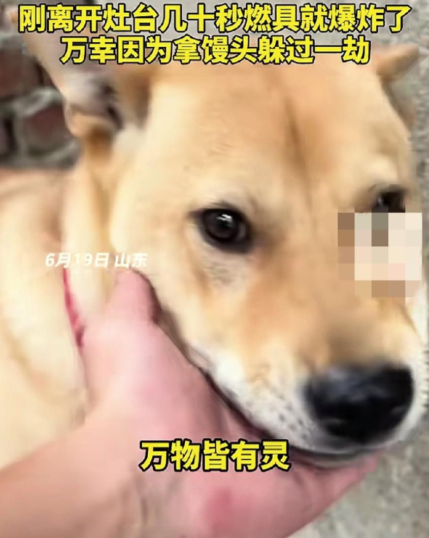 不愧是老祖宗严选！山东，一男子端午节在家里煮粽子，家里的大黄突然大叫不止，男子心
