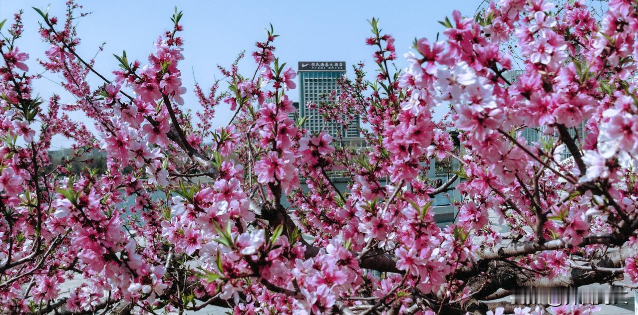 桃花开了，开得热烈而安静。它们不像牡丹那样雍容，也不似寒梅那般孤傲。春风吹过，花