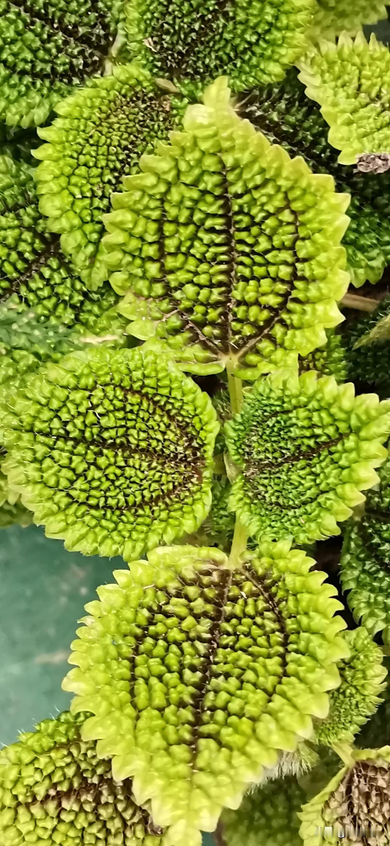 《叶之微观盛景》
 
踏入自然的微观世界，一片叶子便是一方独特的天地，眼前这簇叶