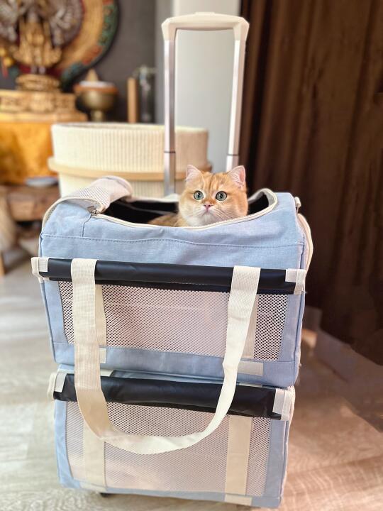 猫咪豪华双层座驾