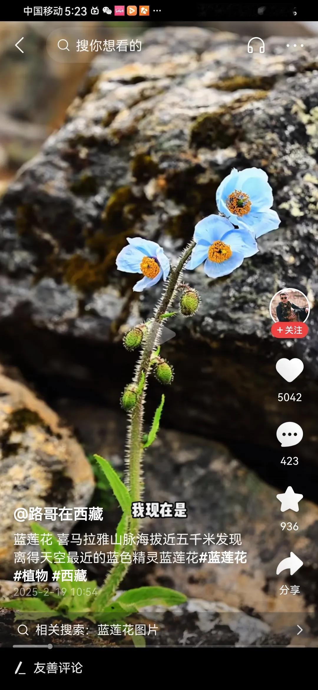 冬日生活打卡季 
蓝莲花
文ll珂芃·原创
蓝莲花
扎根高山之巅峰
耐严寒高温天