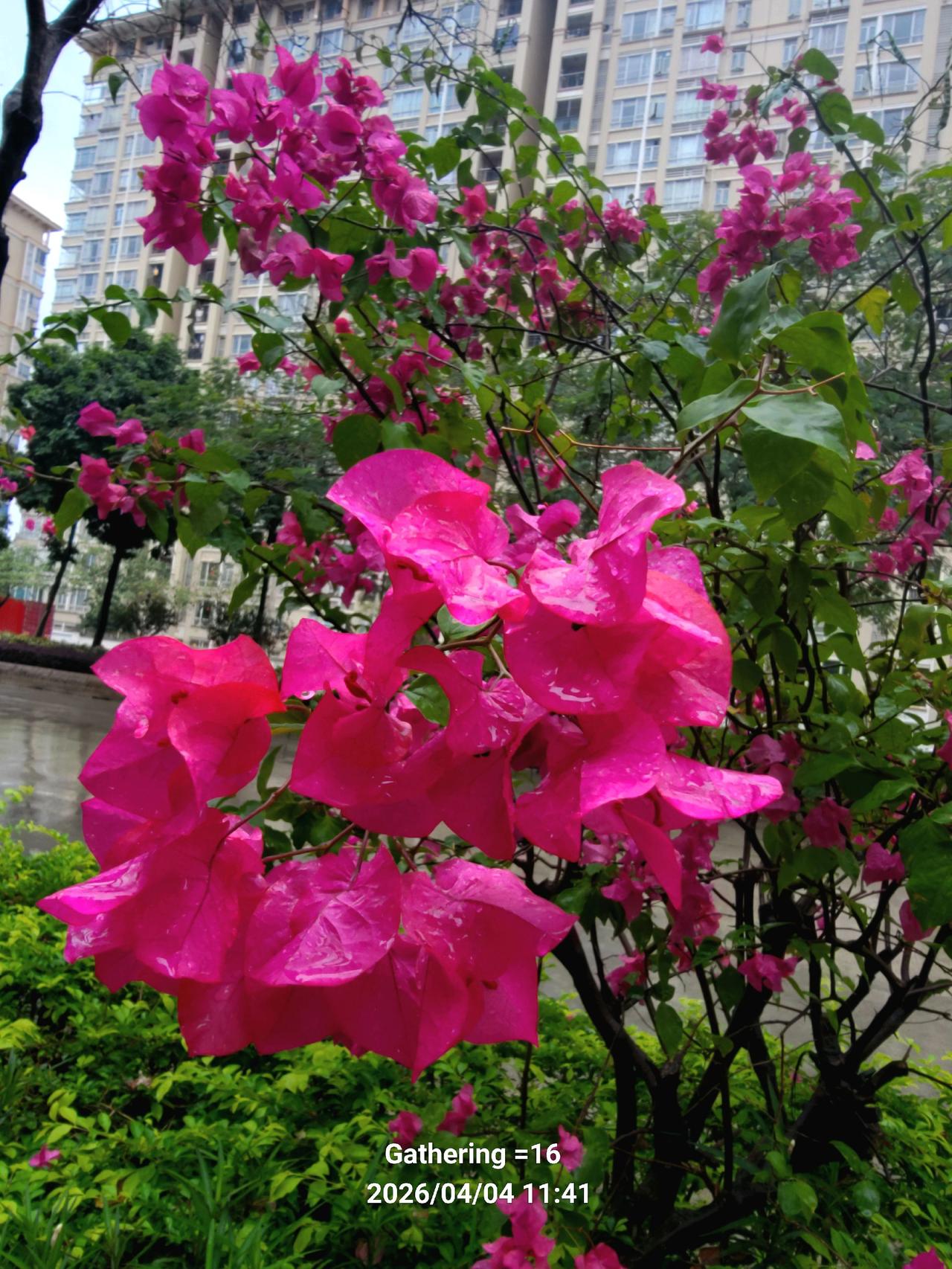 音乐是孩子推荐的。我的摄影作品向来是怎么听着舒服怎么配音乐？