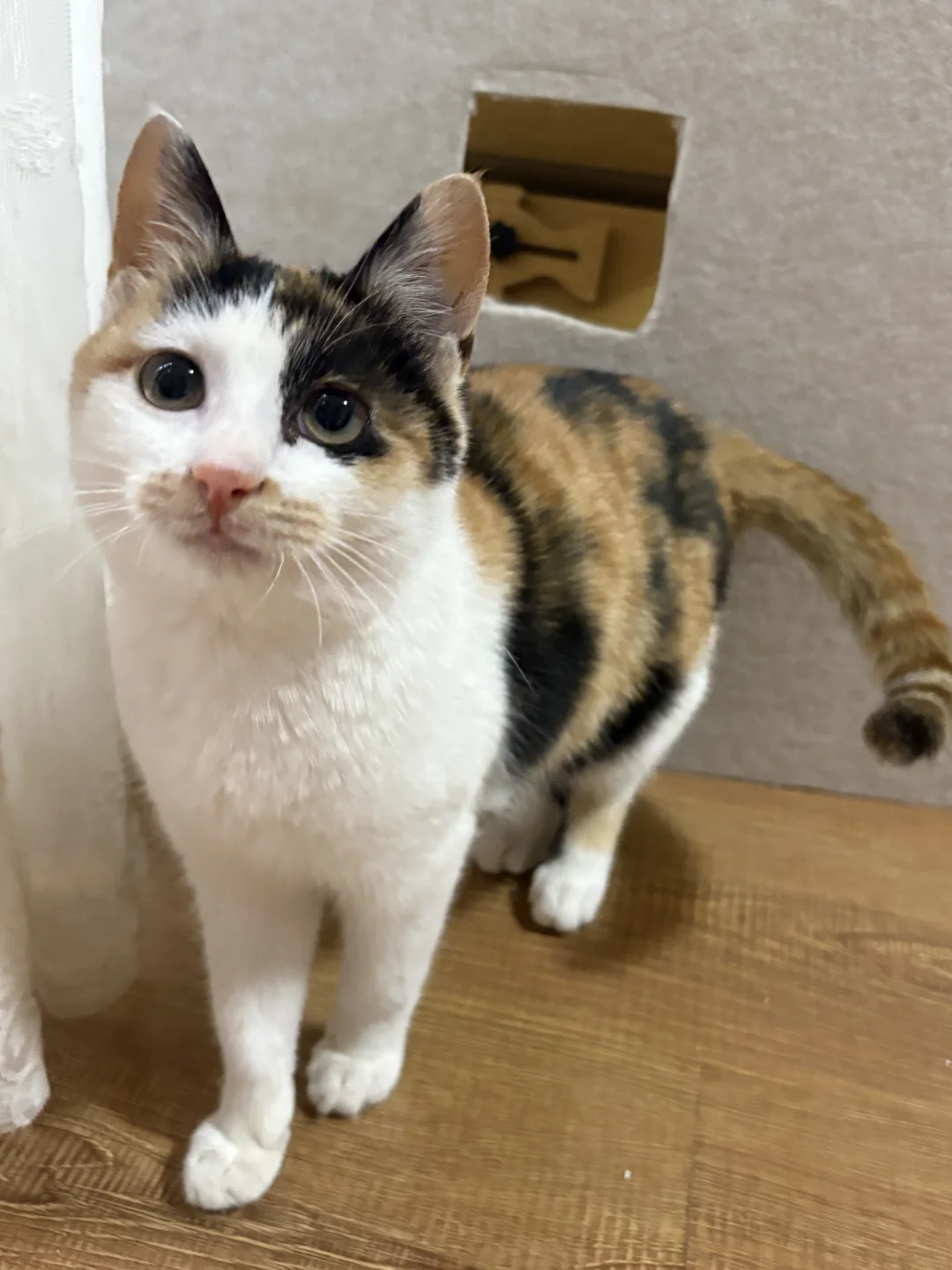 九江濂溪区三花小猫咪找领养