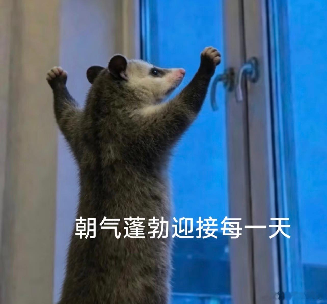 早上好我亲爱的互联网朋友们，今天又是活力满满的一天