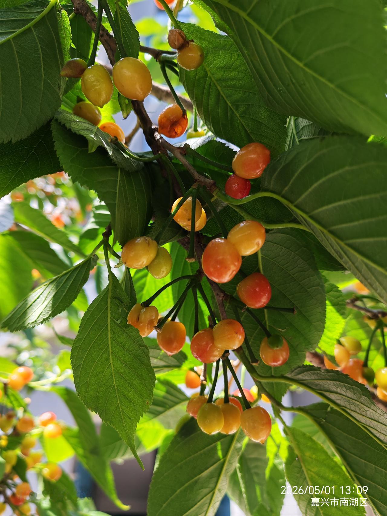 分享你随手拍的风景凤桥王祥里边上，小区里面的樱桃树挂满了红红火火的果实。