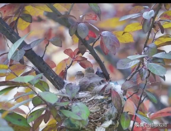 毁掉鸟窝的那一刻，也弄丢了教养
        小区的路边种了许多紫李子树，夏天