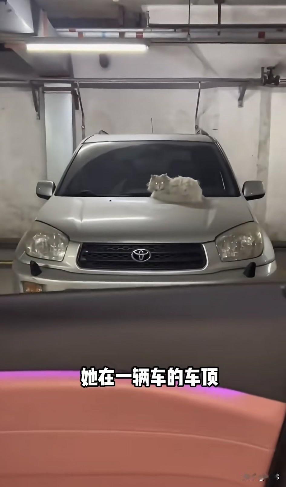泪目了！一位小姐姐之前有次去地下车库开车的时候，看到一只宠物猫趴在一辆车的车顶，